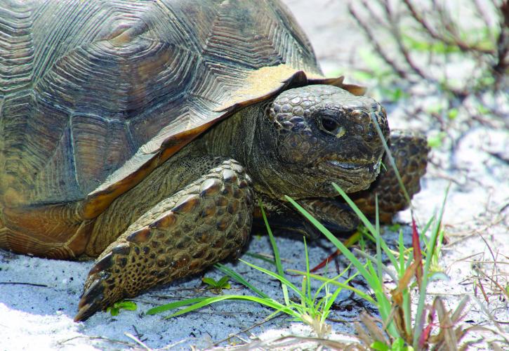 Gopher Tortoise