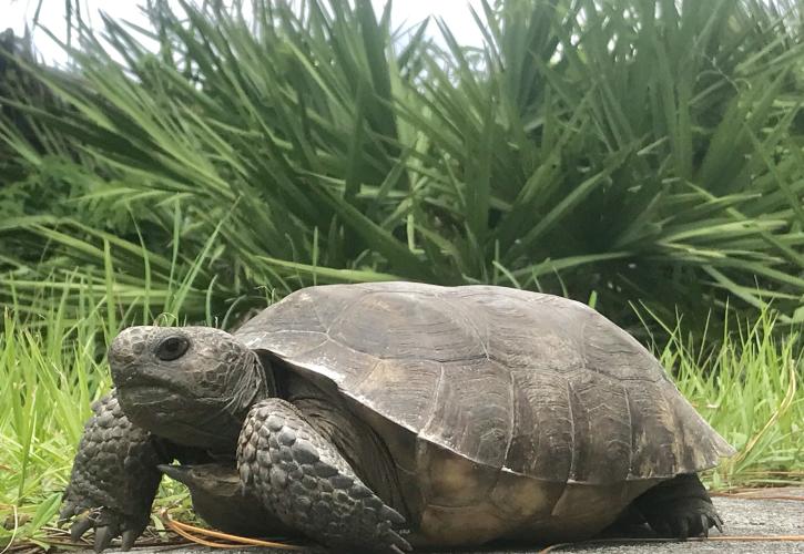 Large Land Turtle