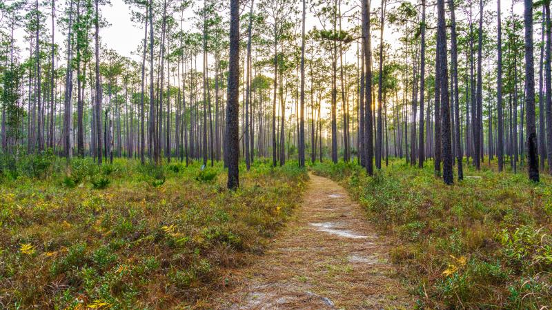 Trail at Blackwater River State Park