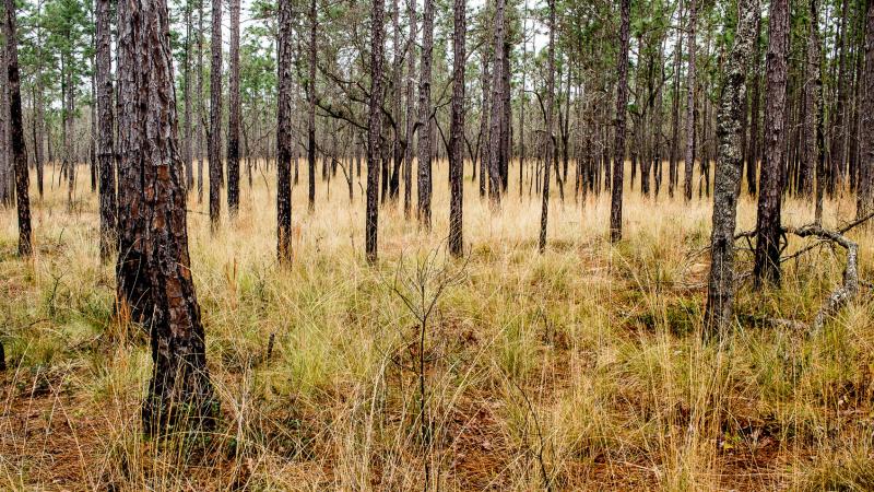 An example of a healthy upland pine community.