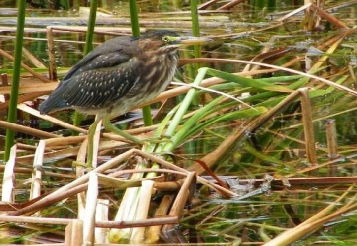 Cross Florida Greenway Green Heron