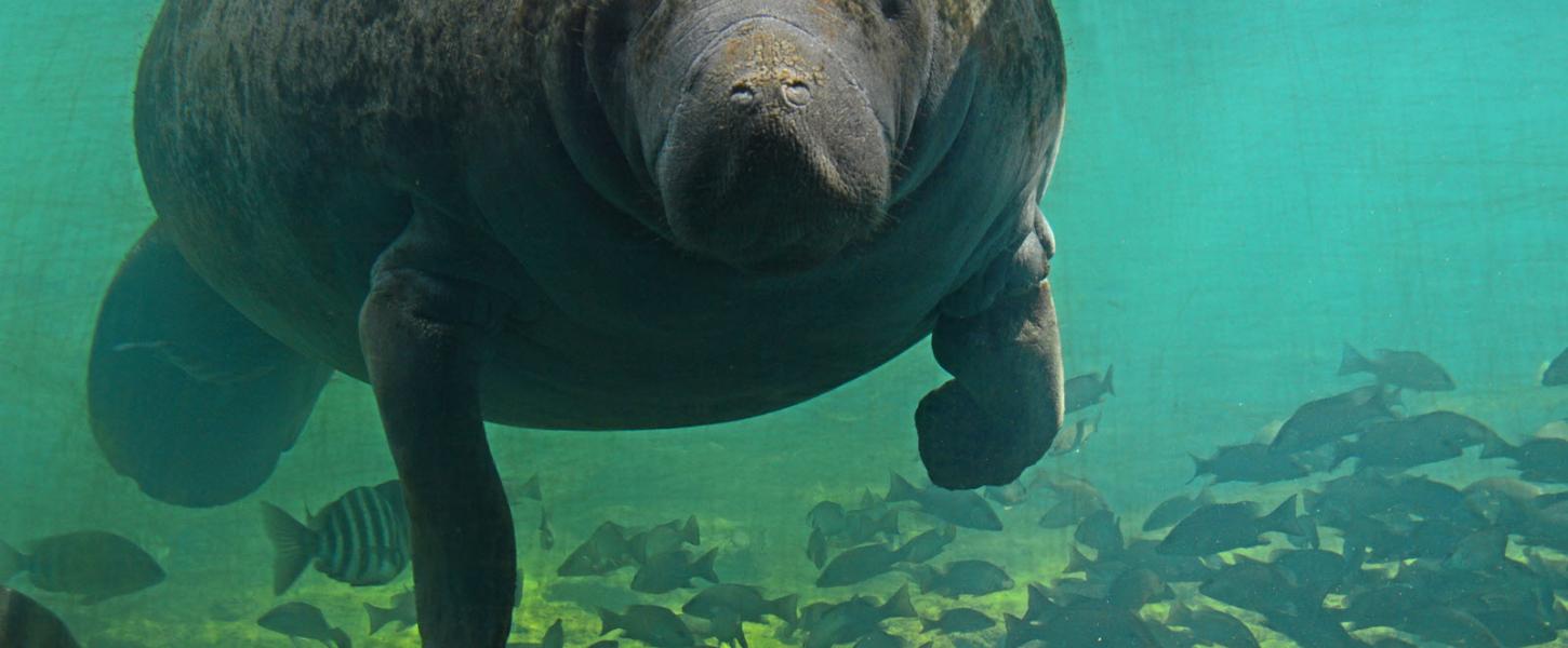 Manatee at Homosassa Springs underwater observatory with numerous fish