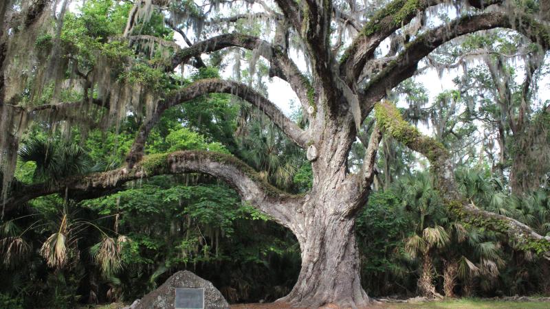 Fairchild Oak at Bulow Creek