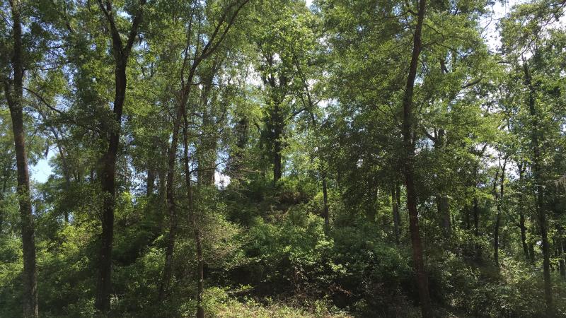 Letchworth Mounds