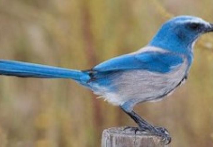 A blue scrub jay perched on a post.